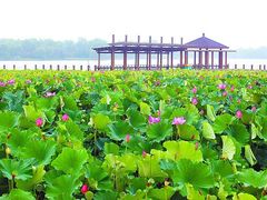 -石家庄市植物园