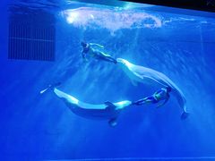 -芜湖新华联大白鲸海洋公园
