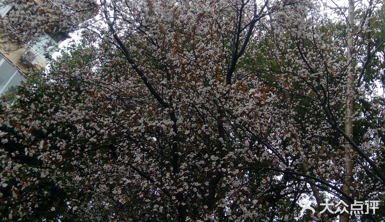 酷似‘樱花’！