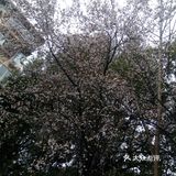 酷似‘樱花’！