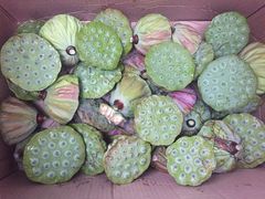 -洪湖生态旅游区