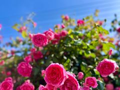 -悦见花开·花园里的火锅·露营·下午茶