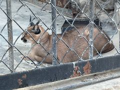 -大连森林动物园