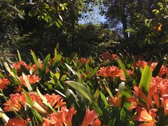 -墨尔本皇家植物园