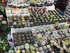 -哈尔滨道外花鸟鱼市场