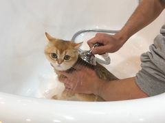 -momokira米努特·德文卷毛猫·棉花面纱犬