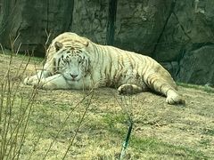 -北京野生动物园