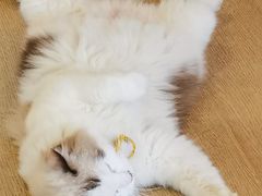 -南京Hallo宠物乐园·哈罗犬舍·柴犬繁育基地