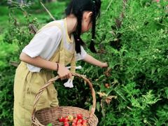 -樂桃源奉贤黄桃种植采摘基地