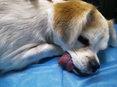 -特一安24小时宠物医院·骨科·中兽医