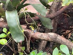 -上海大自然野生昆虫馆(东方明珠·爬宠昆虫探索中心)