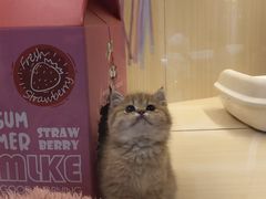 -momokira米努特·德文卷毛猫·棉花面纱犬