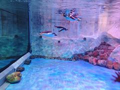 -芜湖新华联大白鲸海洋公园