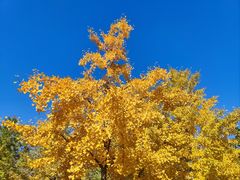 -北京西山国家森林公园