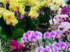 -双季花艺园艺市场(浦东店)