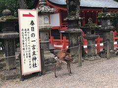 -奈良公园