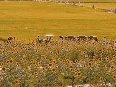 -光明小镇欢乐田园