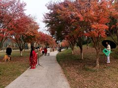 -白鹭湾湿地公园