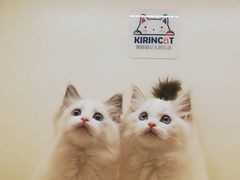 -十年猫舍·猫咪专门店(普陀店)