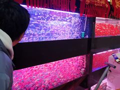 -中环花鸟鱼虫市场