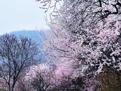 -香山公园