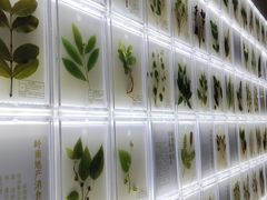 -广东中医药博物馆