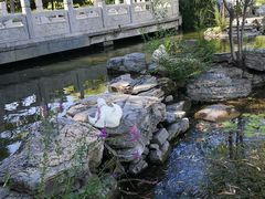 -莲花池公园