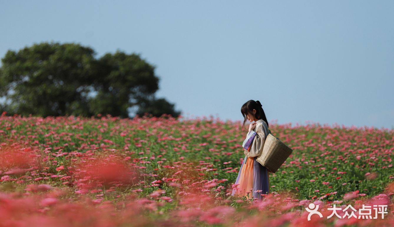 江浙沪的小京都｜无锡灵山小镇拈花湾梵天花海拍照功略