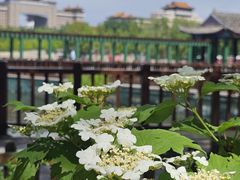 -莲花池公园