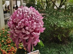 -杭州植物园