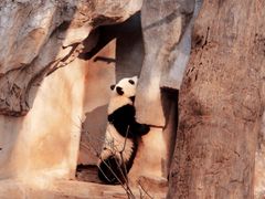 -成都大熊猫繁育研究基地