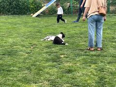 -趣玩宠物乐园寄养训犬训狗游泳池