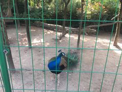 -铁山坪森林公园