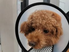 -荔康动物医院(康王北路店)