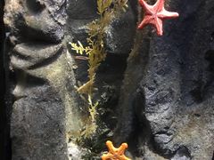 -悉尼海洋生物水族馆