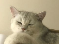 -瑞鹏宠物医院·骨科·猫科·内科(第一中心)