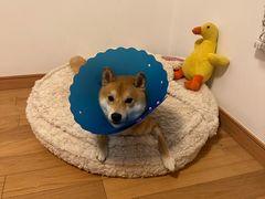 -伟伟宠物医院·CT影像中心·瑞派犬猫综合性门诊(汉口总院)