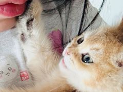 -欣宠猫屋·矮脚拿破仑·蓝金金渐层