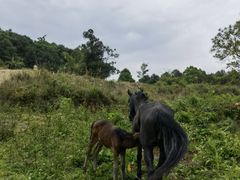 -铁山坪森林公园