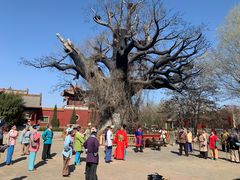 -大槐树寻根祭祖园