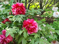 -莲花池公园