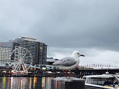 -Pancakes on the rocks(Darling Harbour)