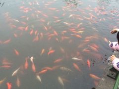 -西湖外事游船(花港观鱼码头)