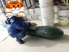 -樂桃源奉贤黄桃种植采摘基地