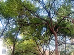 -杭州半山国家森林公园