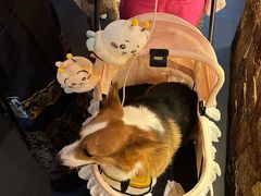 -牛New寿喜烧(金茂览秀城店)