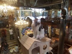 -more than meow吴止猫主题餐厅(承德 中船汇店)