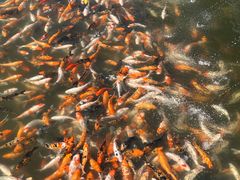 -长春市南湖公园