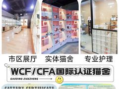 -麒麟缅因猫舍·十五年缅因猫选购中心