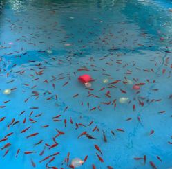 -萌宠亲子动物乐园(槐房万达店)